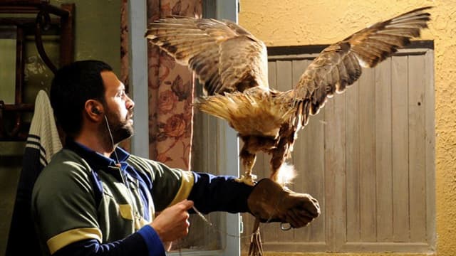 فنان سوري يمضي شهرا مع صقر حقيقي
