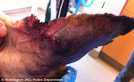 صورة غلاف مقالة شاب يقضم أذن كلبته ثم يدخل إلى المستشفى لتقييم حالته العقلية