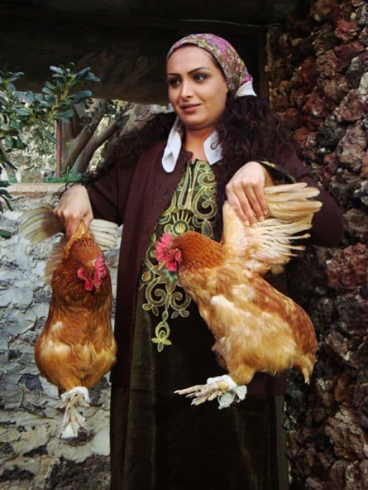 مسلسل طريق النحل