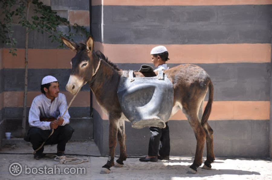 الدبور في ألبوم حصري