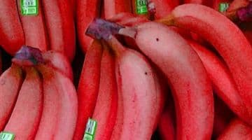 صورة غلاف مقالة تعرّفوا الى الموز الأحمر