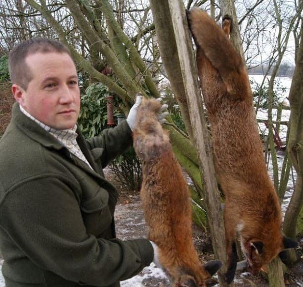 صورة غلاف مقالة مقتل أكبر ثعلب في العالم